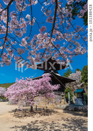 春の青空に映える瑜伽山蓮台寺多宝塔と桜 春の青空に映える瑜伽山蓮台寺多宝塔と桜 101386428