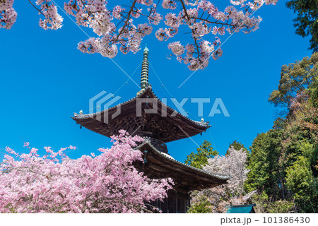 春の青空に映える瑜伽山蓮台寺多宝塔と桜 春の青空に映える瑜伽山蓮台寺多宝塔と桜 101386430