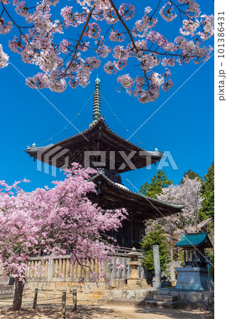 春の青空に映える瑜伽山蓮台寺多宝塔と桜 101386431