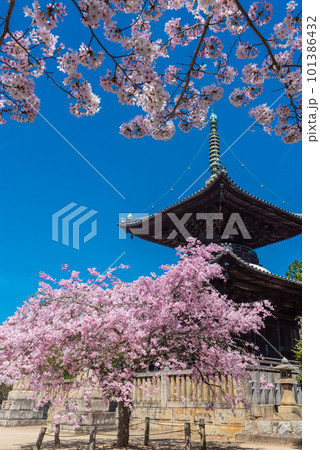 春の青空に映える瑜伽山蓮台寺多宝塔と桜 101386432