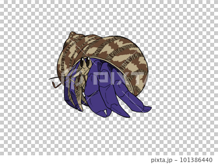 Hermit crab in Ryuden turban shell 1 101386440