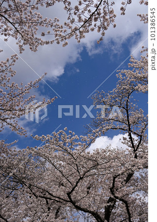 青空に映える桜 101386545