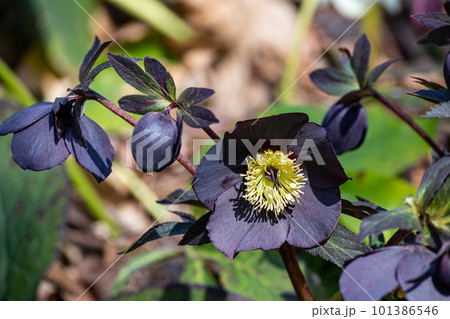 早春の庭に咲く黒色のクリスマスローズ 101386546