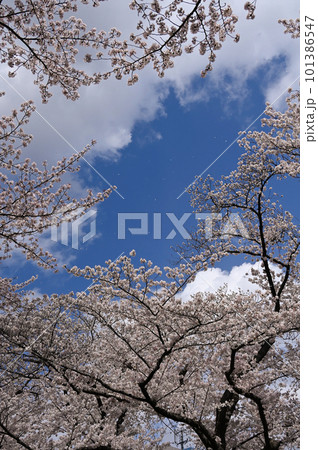 青空に映える桜 101386547