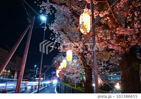 埼玉県東松山市の風景 春の下沼公園ライトアップした夜桜 埼玉県東松山市の風景 春の下沼公園ライトアップした夜桜 101386655