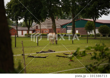Beautiful rural landscape in Yorkshire Dales near Hawes, North Yorkshire 101386713