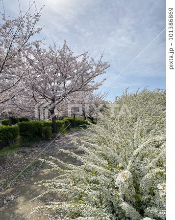桜と雪柳が美しい傍示川 101386869