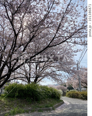 桜と雪柳が美しい傍示川 桜と雪柳が美しい傍示川 101386871