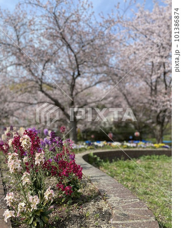 傍示川の桜とカラフルな花壇 傍示川の桜とカラフルな花壇 101386874