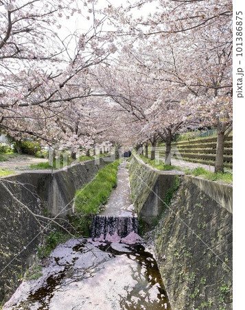 ピンク色に染まる川 ピンク色に染まる川 101386875