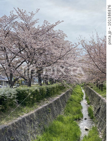 桜と雪柳が美しい傍示川 桜と雪柳が美しい傍示川 101386876