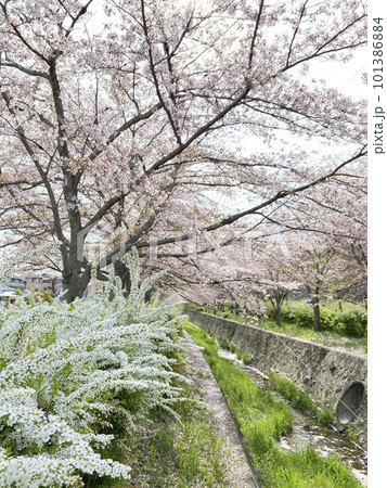桜と雪柳が美しい傍示川 桜と雪柳が美しい傍示川 101386884