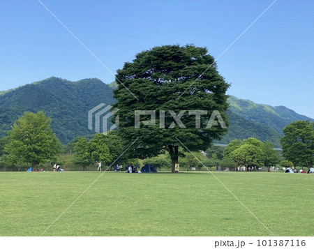 新緑の広場にある大きな木の下で休日を楽しむ家族 新緑の広場にある大きな木の下で休日を楽しむ家族 101387116