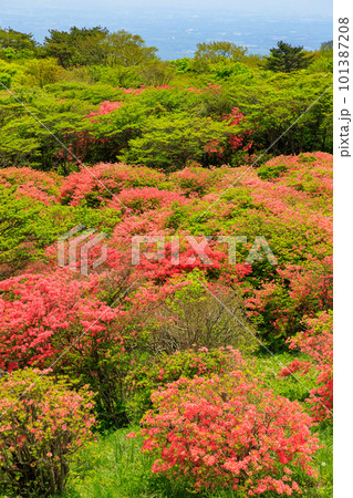 八幡ツツジ群落に咲くツツジ（栃木県那須町） 101387208