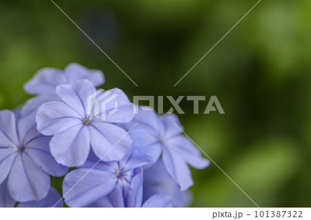 Cape leadwort, white plumbago, scientific name Cape leadwort, white plumbago, scientific name 101387322