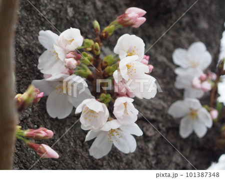 幹に咲く桜の花 101387348