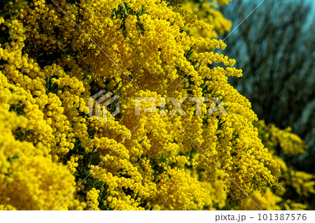 春の訪れを知らせる黄色いミモザの花の写真素材 [101387576] - PIXTA