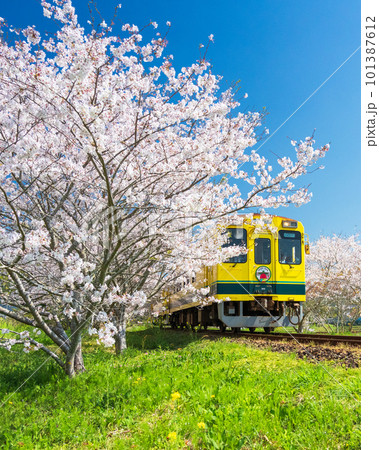 満開の桜の中を走るいすみ鉄道の写真素材 [101387612] - PIXTA