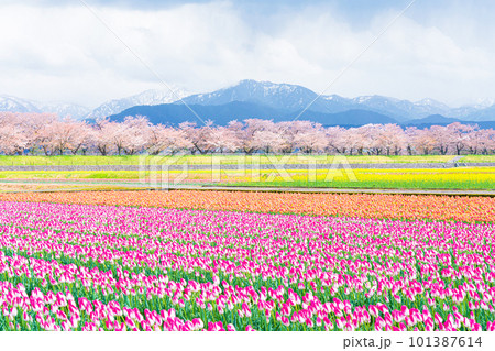 あさひ舟川 春の四重奏 あさひ舟川 春の四重奏 101387614