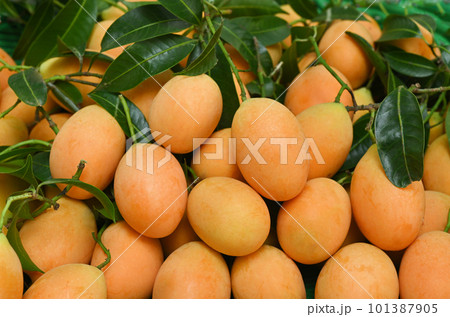 Marian plum fruit and leaves tropical fruit Sweet Yellow Marian Plum Maprang Plant or Mayongchid . Marian plum fruit and leaves tropical fruit Sweet Yellow Marian Plum Maprang Plant or Mayongchid . 101387905