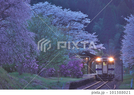嘉例川駅に咲く満開の桜と列車 嘉例川駅に咲く満開の桜と列車 101388021