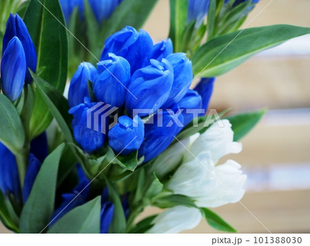 竜胆の花 竜胆の花 101388030
