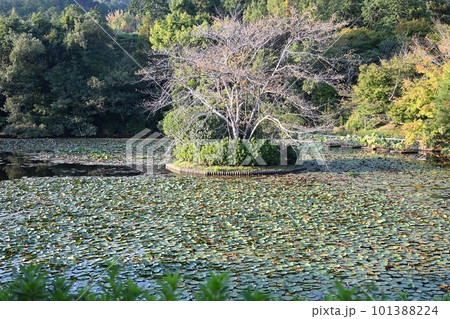 池に浮かぶ桜の花びら 101388224