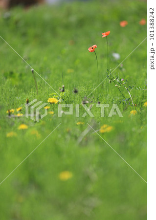 春の野原で咲いていたナガミヒナゲシ 101388242