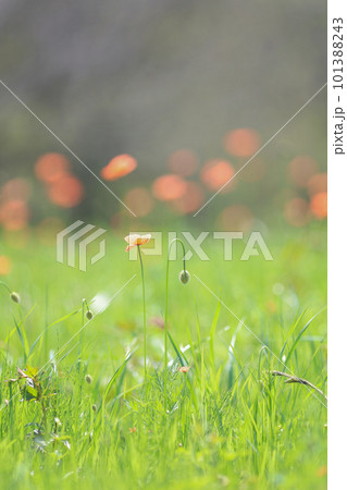 春の野原で咲いていたナガミヒナゲシ 101388243