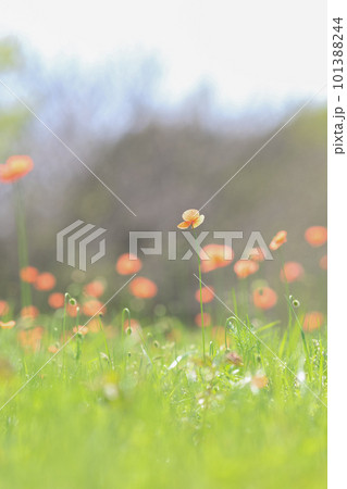 春の野原で咲いていたナガミヒナゲシ 101388244