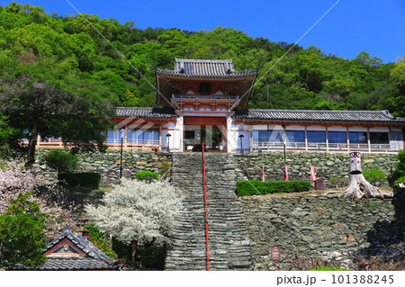【和歌山県】満開の桜と和歌浦天満宮 【和歌山県】満開の桜と和歌浦天満宮 101388245