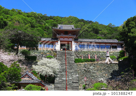【和歌山県】満開の桜と和歌浦天満宮 【和歌山県】満開の桜と和歌浦天満宮 101388247