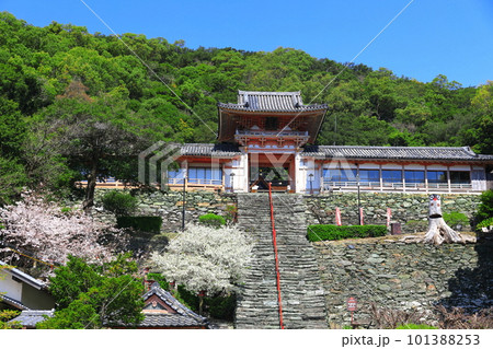 【和歌山県】満開の桜と和歌浦天満宮 101388253