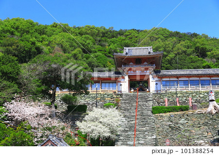 【和歌山県】満開の桜と和歌浦天満宮 【和歌山県】満開の桜と和歌浦天満宮 101388254