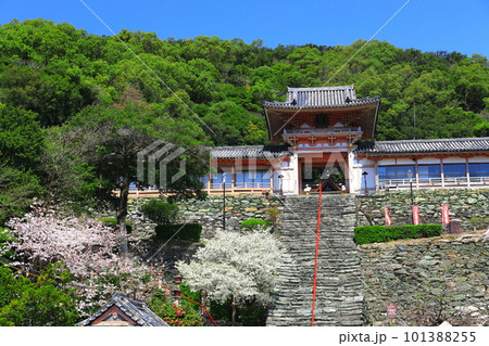 【和歌山県】満開の桜と和歌浦天満宮 101388255