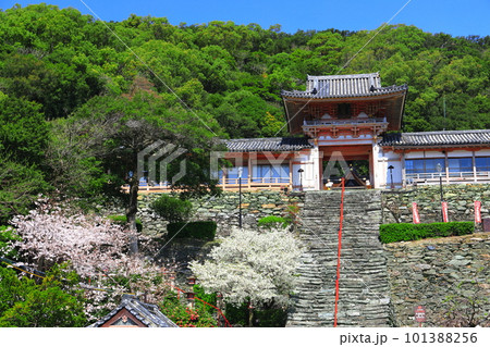【和歌山県】満開の桜と和歌浦天満宮 【和歌山県】満開の桜と和歌浦天満宮 101388256