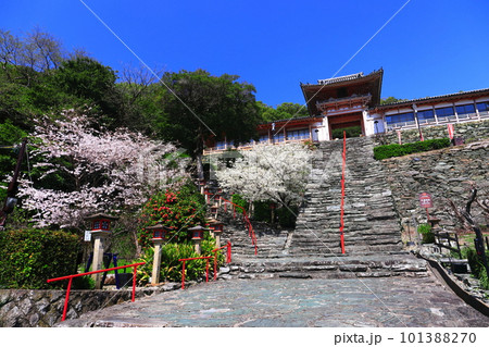 【和歌山県】満開の桜と和歌浦天満宮 【和歌山県】満開の桜と和歌浦天満宮 101388270