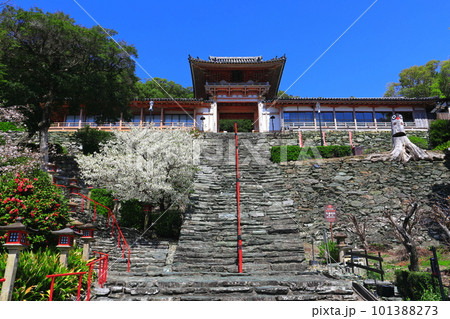【和歌山県】満開の桜と和歌浦天満宮 【和歌山県】満開の桜と和歌浦天満宮 101388273