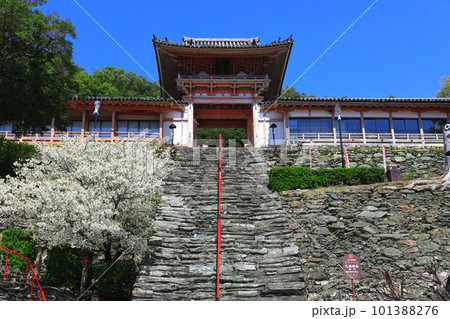 【和歌山県】満開の桜と和歌浦天満宮 101388276