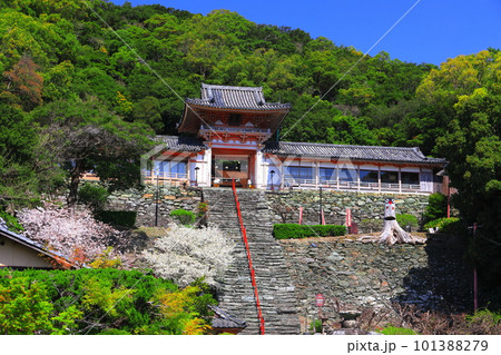 【和歌山県】満開の桜と和歌浦天満宮 101388279