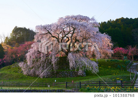奈良県 宇陀市 又兵衛桜 2023年春 101388768