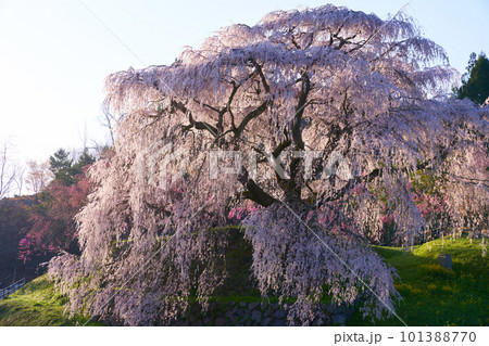 奈良県 宇陀市 又兵衛桜 2023年春 101388770