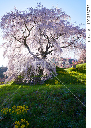 奈良県 宇陀市 又兵衛桜 2023年春 101388775