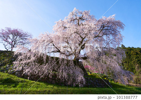 奈良県 宇陀市 又兵衛桜 2023年春 101388777
