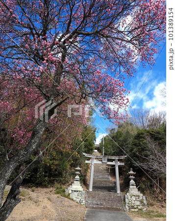 御山八幡神社の梅【香川県綾歌郡綾川町】 御山八幡神社の梅【香川県綾歌郡綾川町】 101389154