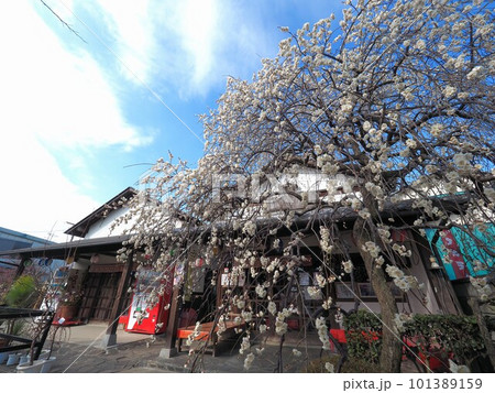 滝宮天満宮の枝垂れ梅【香川県綾歌郡綾川町】3 101389159