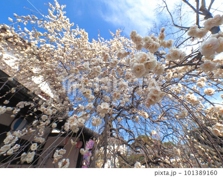 滝宮天満宮の枝垂れ梅【香川県綾歌郡綾川町】4 101389160