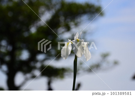 宮地嶽神社の江戸菖蒲 101389581
