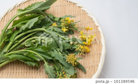 ザルに乗せた菜の花 101389596