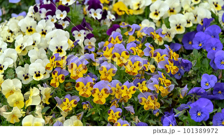 春の花壇に咲くビオラ 春の花壇に咲くビオラ 101389972